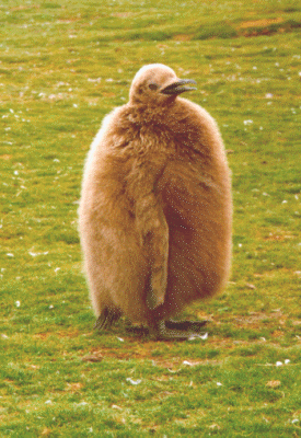 Baby King Penguin