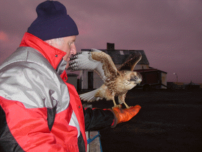 Red Backed Buzzard